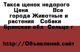 Такса щенок недорого › Цена ­ 15 000 - Все города Животные и растения » Собаки   . Брянская обл.,Сельцо г.